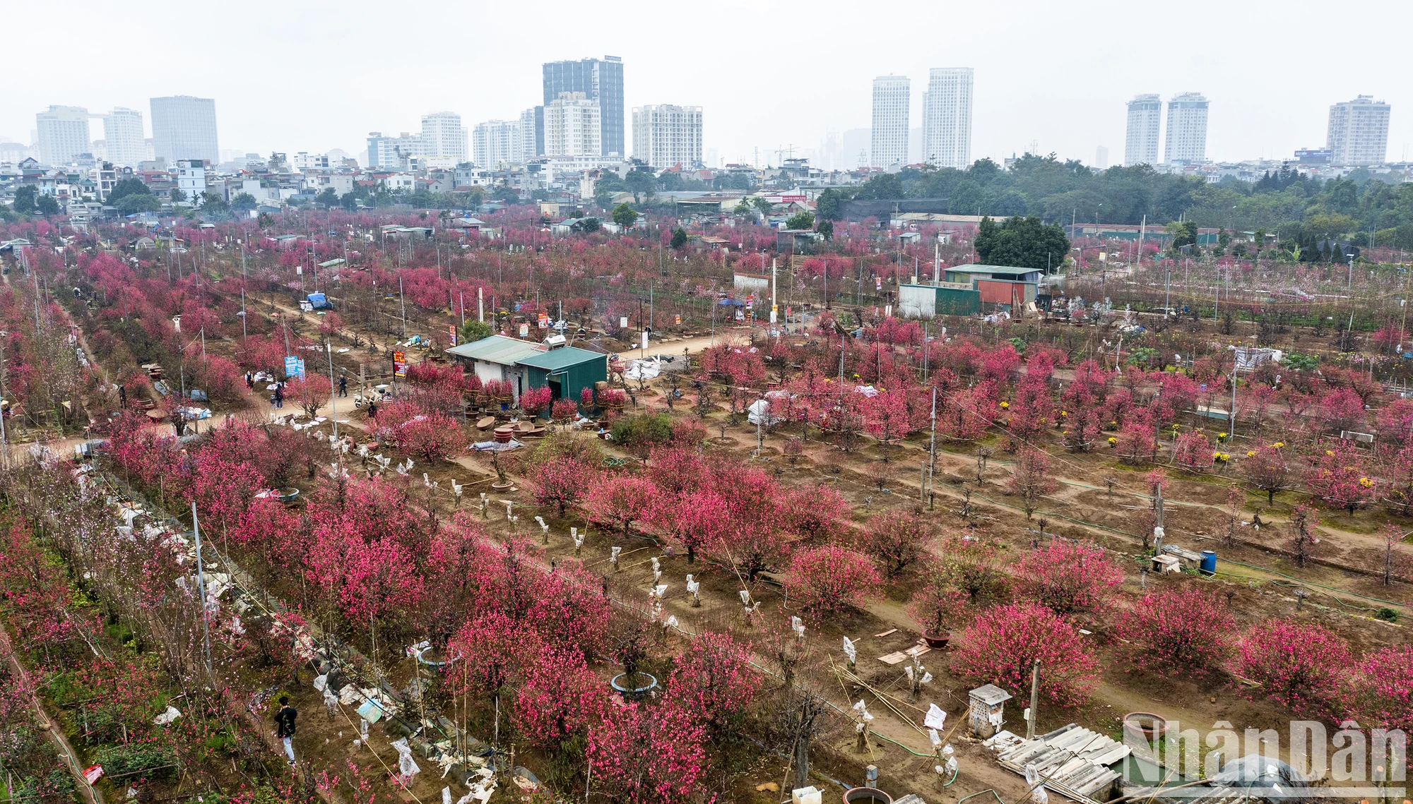 [Ảnh] Làng đào Nhật Tân – Phú Thượng rực rỡ khoe sắc ngày giáp Tết ảnh 6