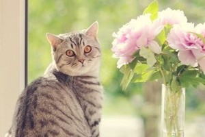 6 Einrichtungstipps für ein harmonisches Zusammenleben mit Haustieren