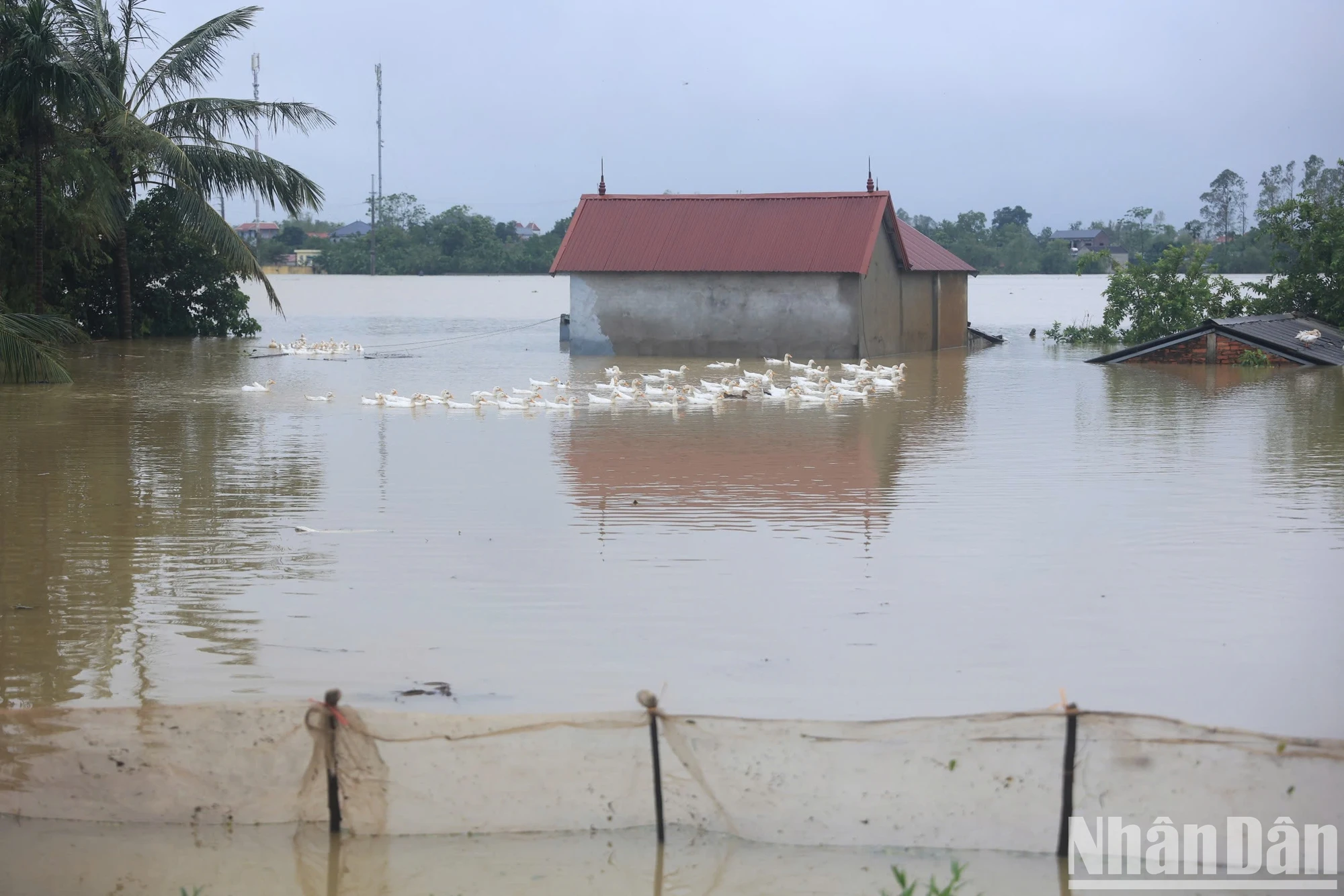 [Foto] Hanoi: El río Bui desborda el dique, muchas comunas en el distrito de Chuong My están inundadas foto 4