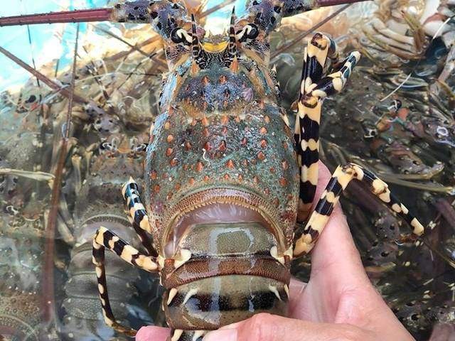 Trouver un moyen de résoudre le problème de l'embouteillage du homard vers la Chine