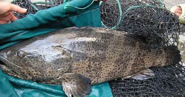 Raising giant grouper on an island of more than 27 square meters in Kien Giang, the billionaire farmer earns 1-2 billion/year