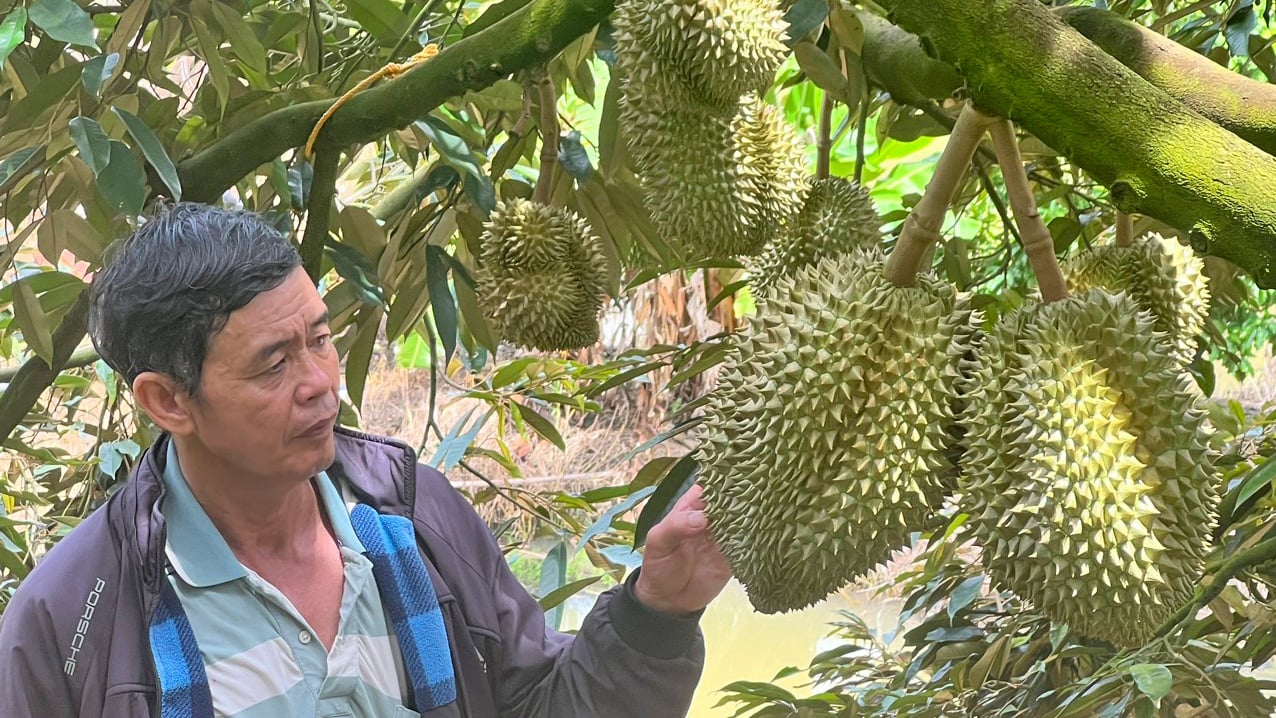 Nhanh tay chuyển hướng trồng sầu riêng VietGAP, lão nông Lâm Đồng được doanh nghiệp đặt cọc, doanh thu 8 tỷ đồng- Ảnh 1.