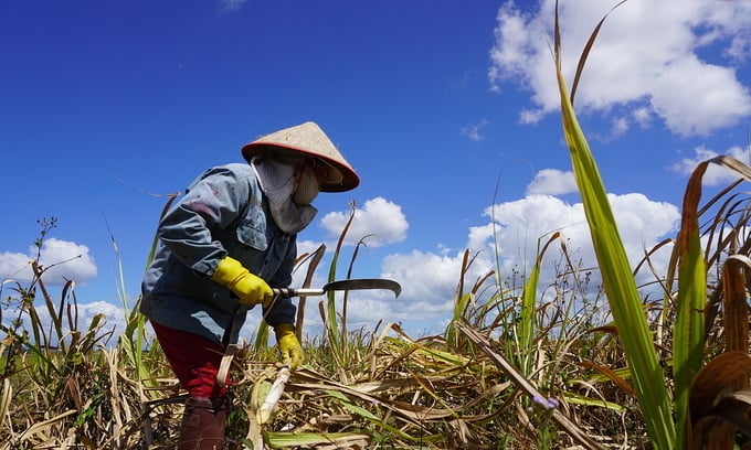 Một số công ty đường mía Thái Lan bị Việt Nam áp thuế chống phá giá