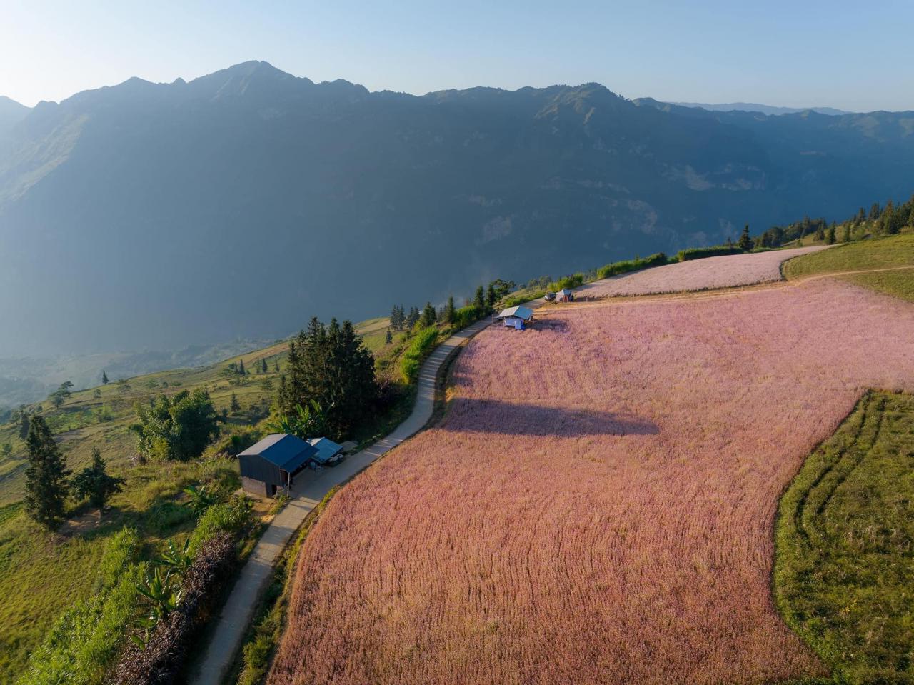 Ces dernières années, le sarrasin a été planté dans de nombreux endroits tels que Quan Ba, Yen Minh, Meo Vac, Dong Van... les touristes peuvent facilement trouver et admirer confortablement le vaste tapis de fleurs serpentant le long des collines de Ha Giang.