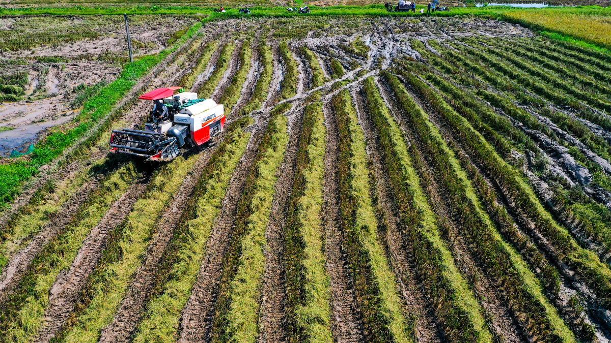 Proposal to use budget to support rice land preservation