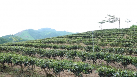 Midland tea farm by Nui Coc lake converts to organic production