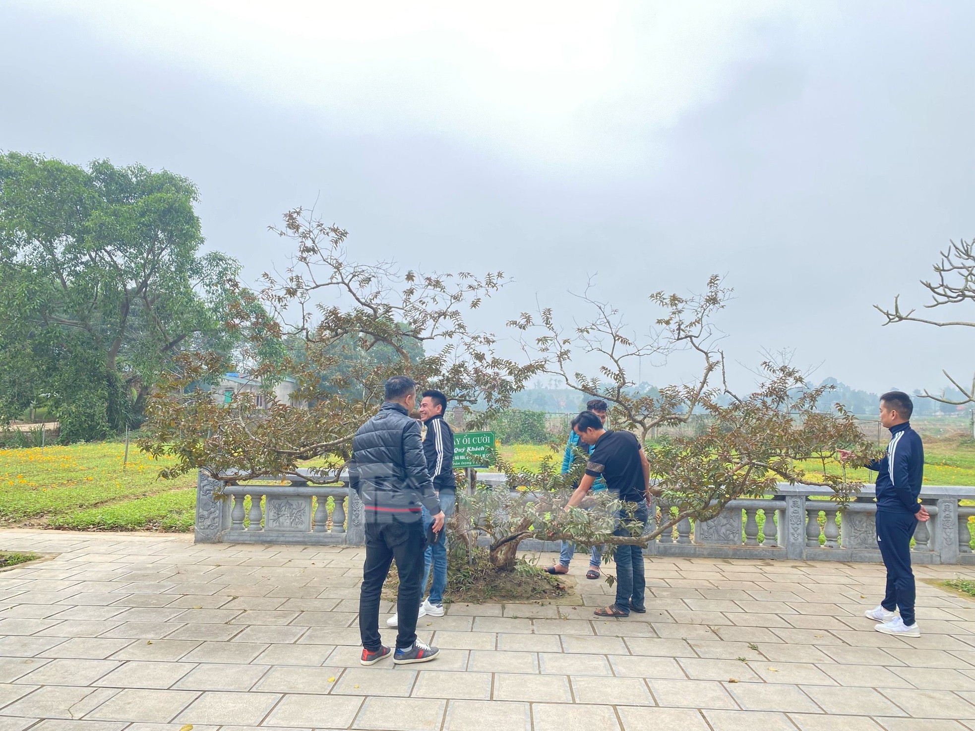 El árbol de guayaba 'sonriente' despierta curiosidad en Yen Bai foto 7