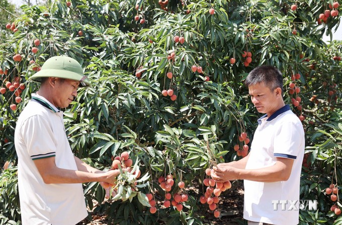 Nắng hạn khốc liệt như thế mà loại cây này ở Đắk Lắk vẫn 