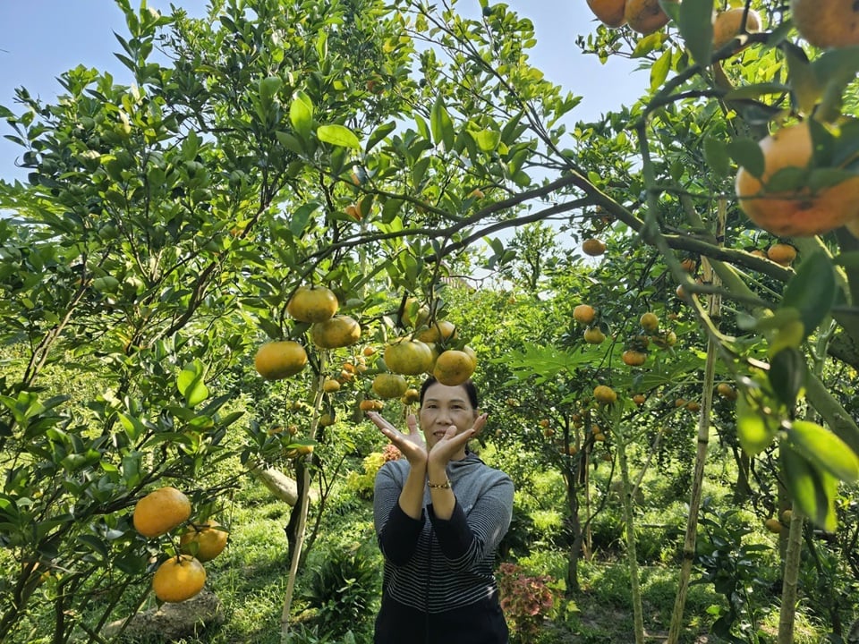 El famoso jardín de pomelos rosados se ha convertido en un destino turístico popular. Foto: Hoa Hoi