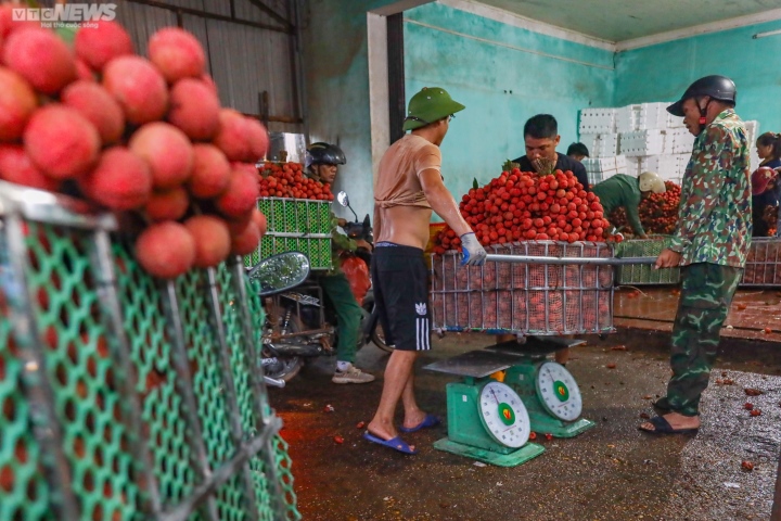 Bac Giang : les agriculteurs se précipitent pour transporter les litchis pour les peser et les vendre, les rues sont teintes en rouge - 9