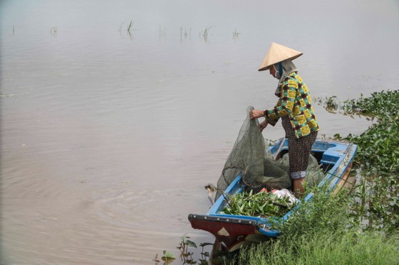 Không chỉ hái rau, chị em phụ nữ cũng tranh thủ kéo lưới ảnh 3