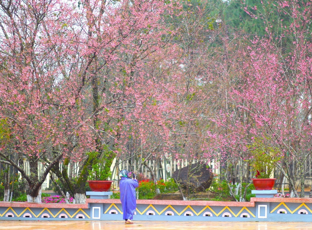 Admiring cherry blossoms 'dying' the whole town of Mang Den in pink photo 4