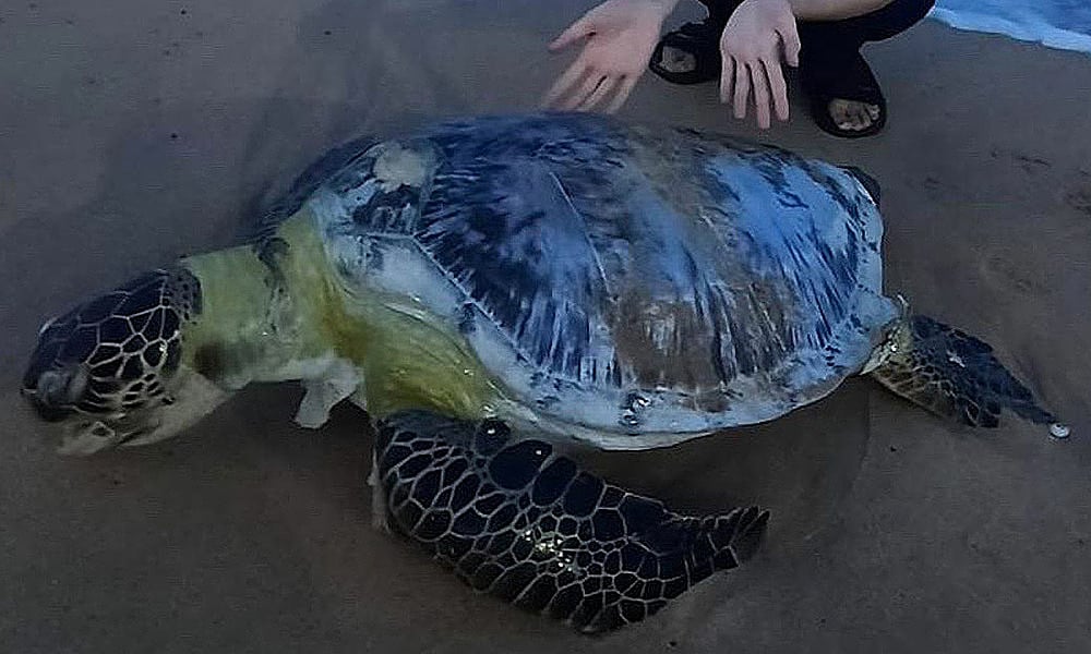 50キロのウミガメが海岸に打ち上げられる