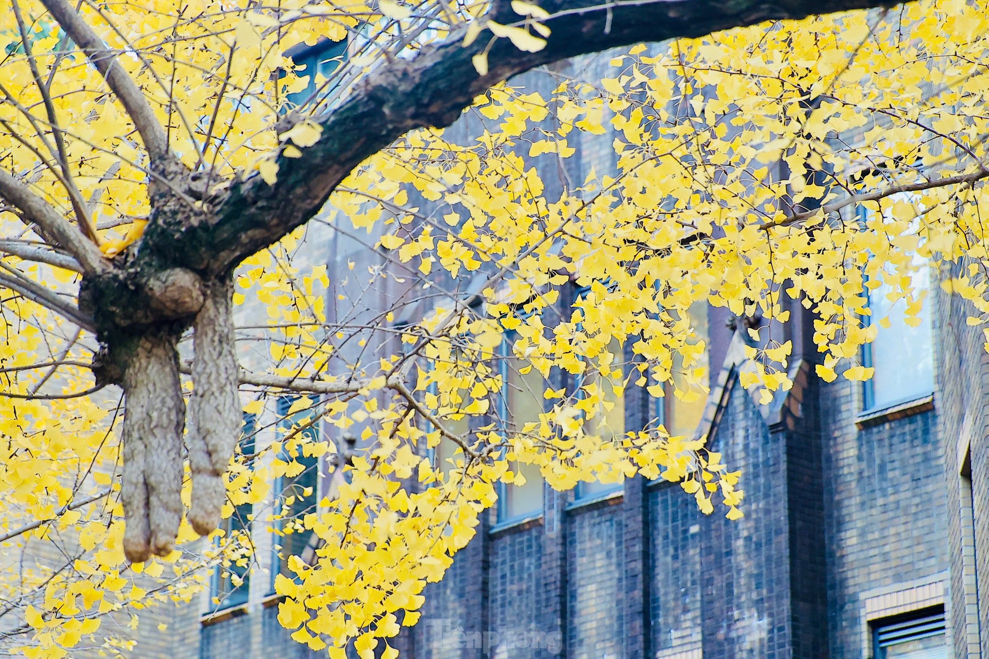 Fascinated by the autumn scenery of red and yellow leaves in Japan photo 29