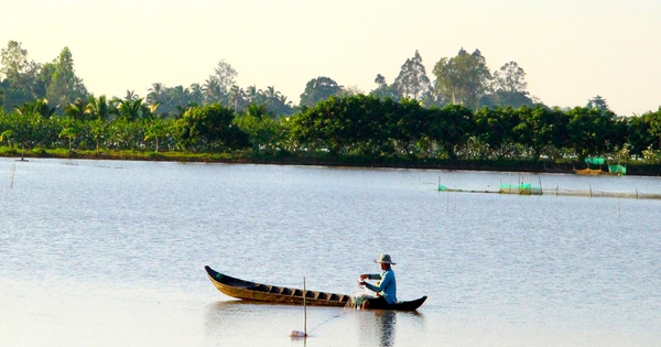 Flooding the fields to welcome alluvium, Vinh Long people go out to catch snakehead fish, perch, catfish, and snakehead fish and sell them like hotcakes.