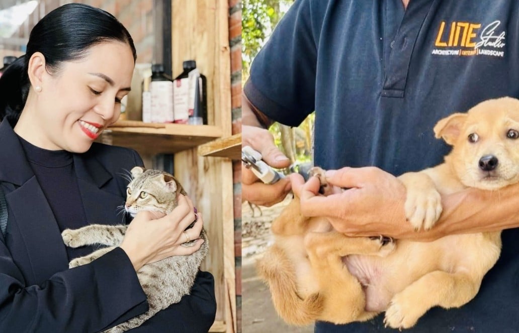 ジアライの犬と猫の特別救助ステーション