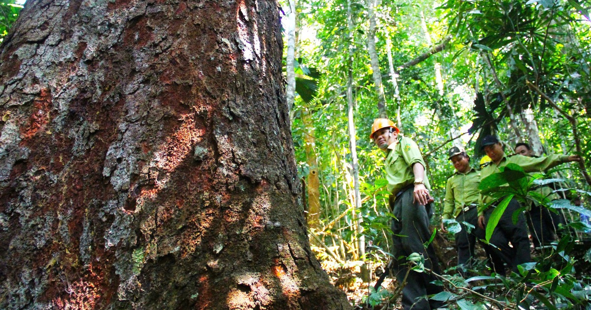 Population of 959 rare green lim trees recognized as Vietnam Heritage Trees