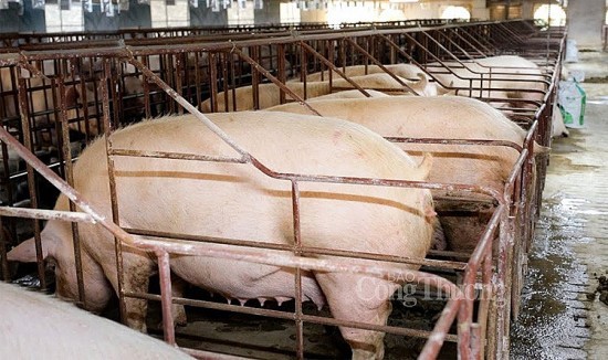 Anclado en nivel alto, por debajo de 70.000 VND/kg