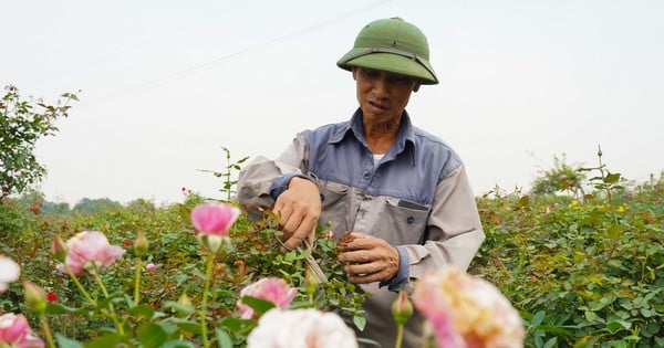 Người dân vùng trồng hoa Mê Linh tất bật vào vụ Tết Nguyên đán