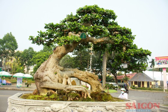 Chiêm ngưỡng hàng ngàn cây cảnh tại hội chợ sinh vật cảnh lớn nhất Quảng Ngãi ảnh 4