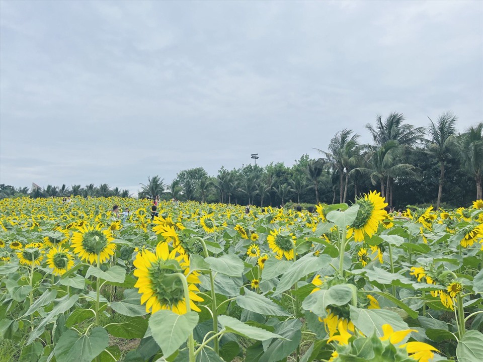 Giữa tháng 5, đồi hoa hướng dương ở công viên Hồ Thiên Nga tại Ecopark, ngay bên cạnh đường liên tỉnh Hà Nội - Hưng Yên đang bung nở rực rỡ, thu hút nhiều bạn trẻ tới ngắm cảnh, chụp ảnh với hoa.