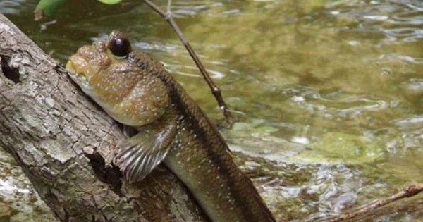 Mudskipper, a wild animal, in Ca Mau, people hunt in the mangrove forest as thrilling as a detective movie