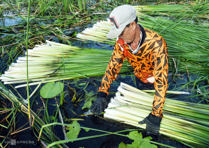 Los agricultores del distrito de Cai Nuoc cosechan helechos acuáticos. Foto: An Minh