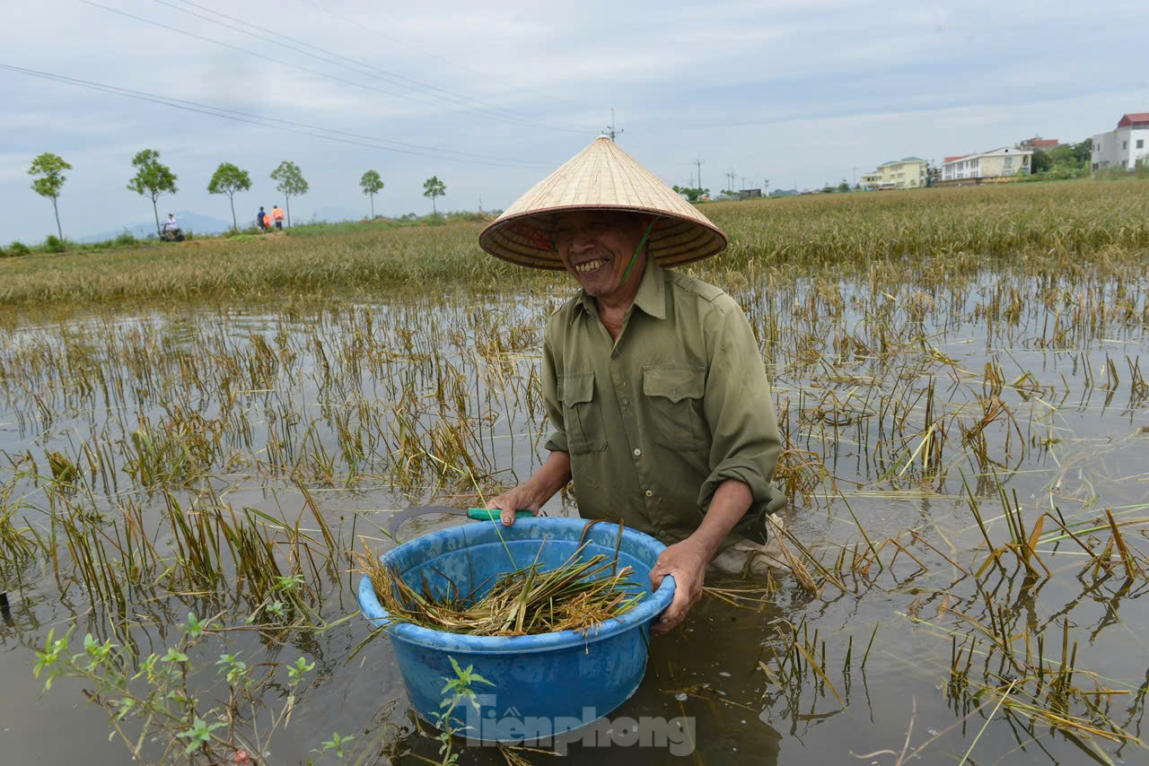 Chiến sỹ Trung đoàn tên lửa ngâm mình gặt lúa giúp dân vùng rốn lũ Chương Mỹ ảnh 14