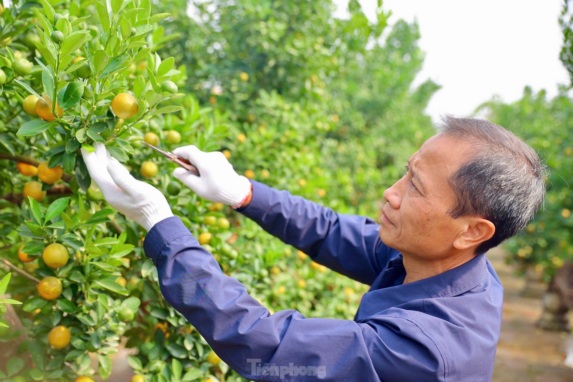 Les kumquats jaunissent, les jardiniers de Tu Lien sont occupés à préparer le Têt, photo 9