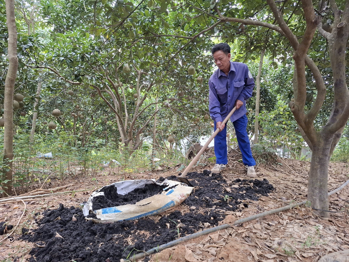 Trồng bưởi theo hướng hữu cơ giúp ông Biên giảm nhiều chi phí, công lao động, đảm bảo sức khỏe. Ảnh: Kiên Trung.