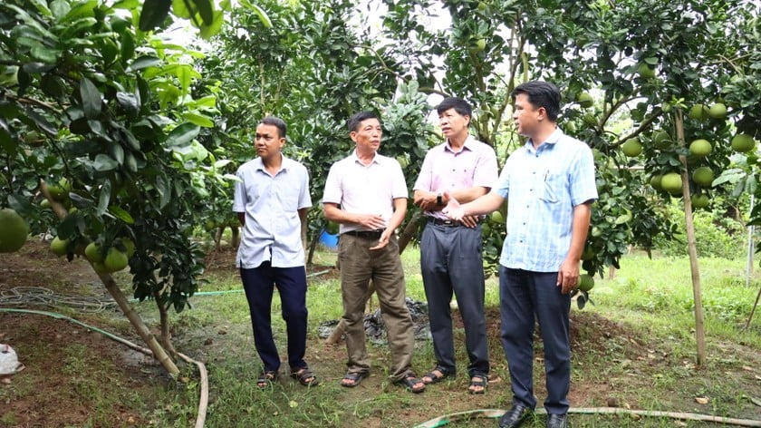 Les dirigeants du Centre de vulgarisation agricole de Hanoi ont inspecté le modèle de vulgarisation agricole après la tempête n° 3 dans le district de Phuc Tho.