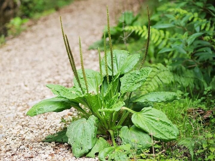 Loại rau dại chẳng chăm mà mọc tốt um ở khắp các vùng quê, bổ ngang sâm được dân gian gọi là cây thuốc- Ảnh 3.