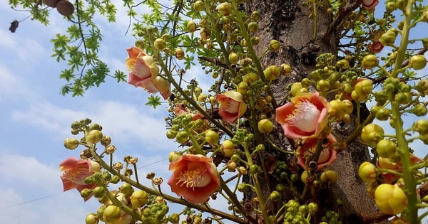 Welcoming spring at Truc Lam Phuong Nam Zen Monastery