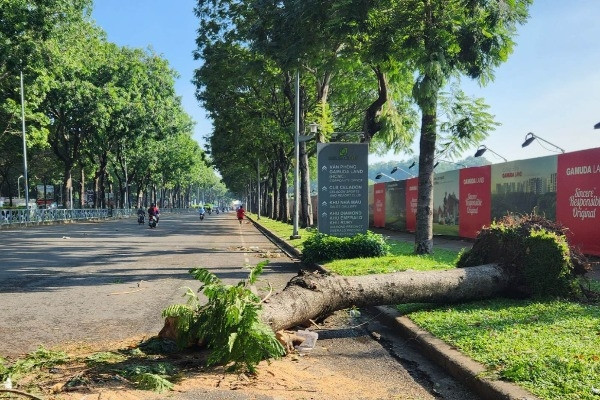 Las calles de Ho Chi Minh quedaron sembradas de árboles caídos tras una fuerte tormenta.