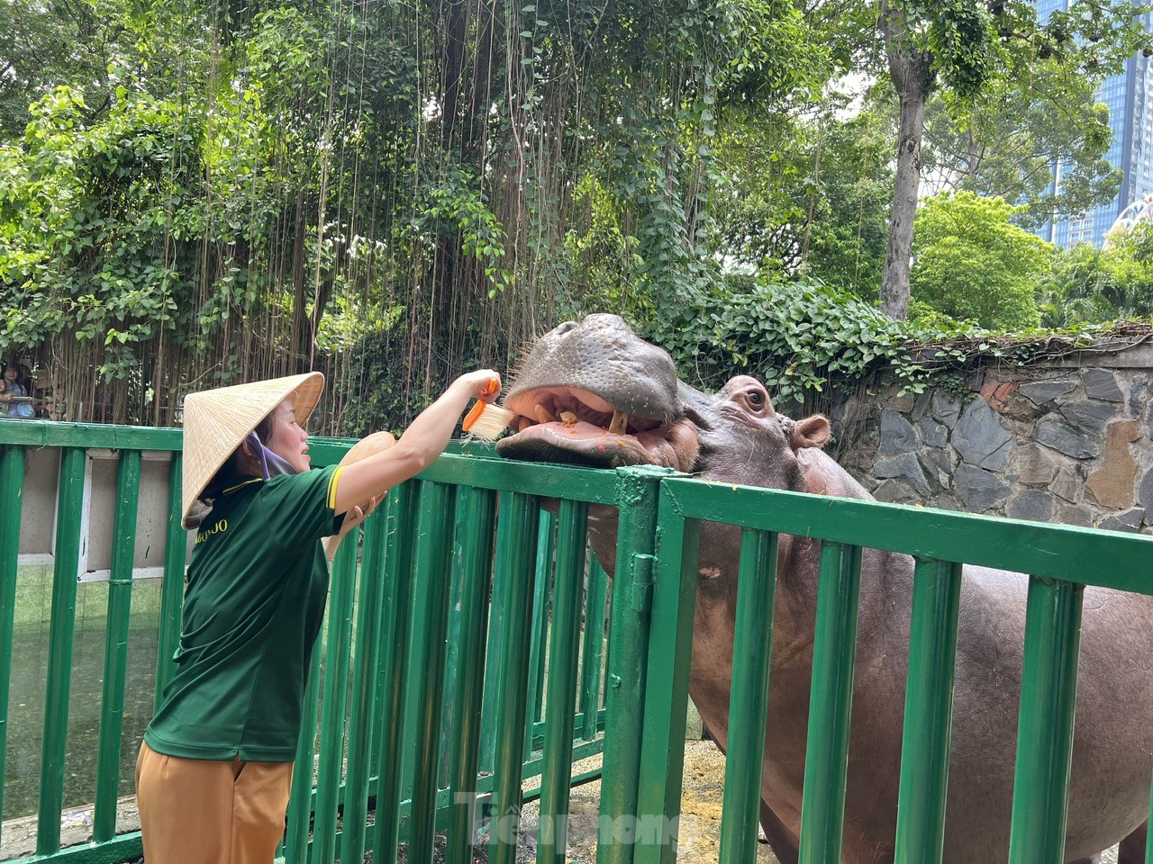 Visiting the Zoo, tourists were surprised to see hippos... having their teeth brushed photo 7