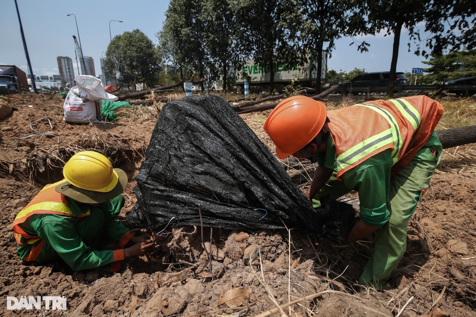 Des centaines d'arbres ont été déplacés pour construire la plus grande intersection de Ho Chi Minh-Ville, photo 4