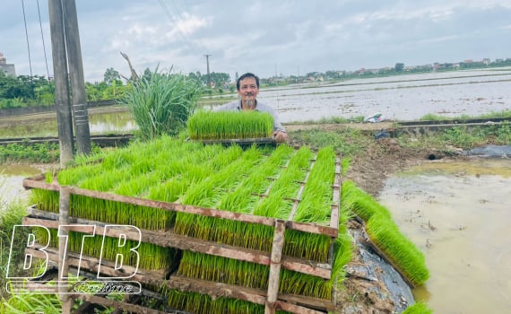 Hung Ha: Urgently sowing winter-spring rice