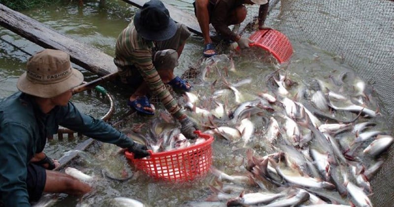 Kommerzieller Fischfang ging zurück, Jungfische nahmen zu