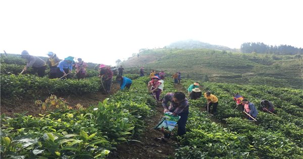 Muong Khuong (Lao Cai): 35 ethnic minority students trained in tea growing