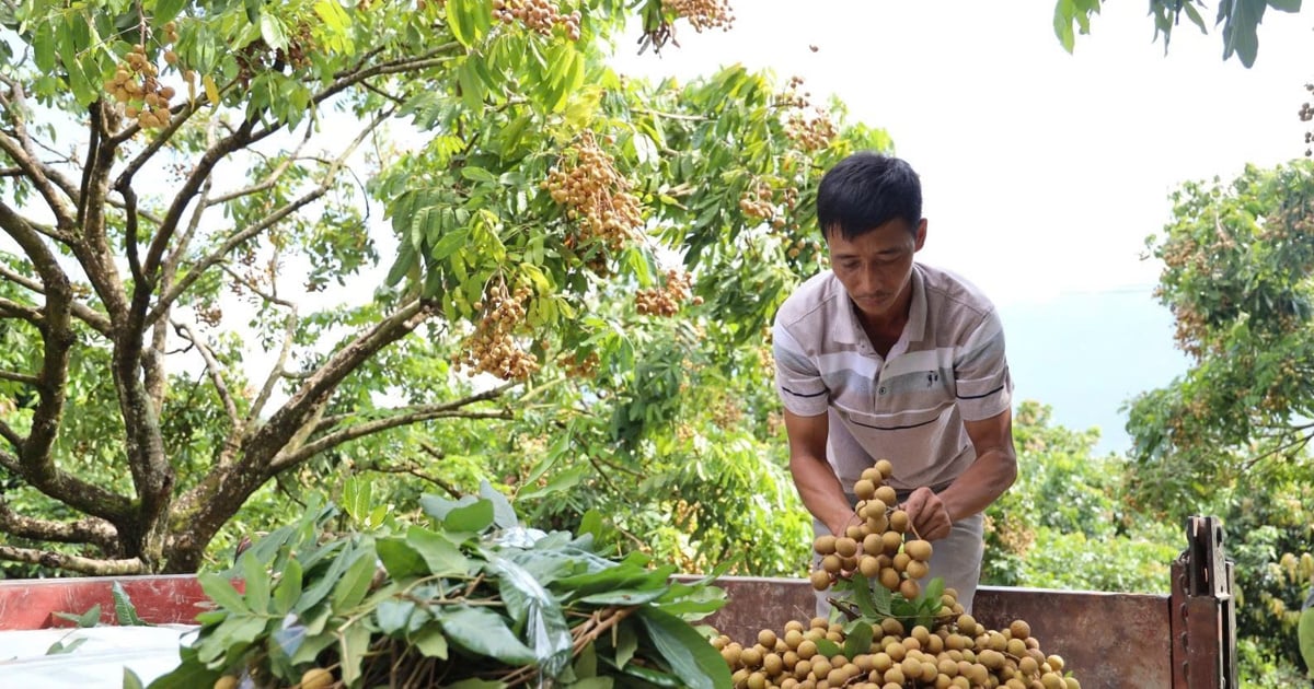 điểm tựa vững chắc cho các hợp tác xã