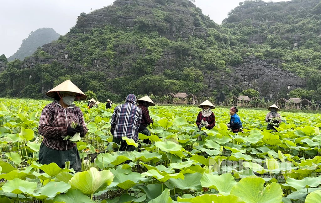 Phát triển chuỗi giá trị bền vững từ cây sen