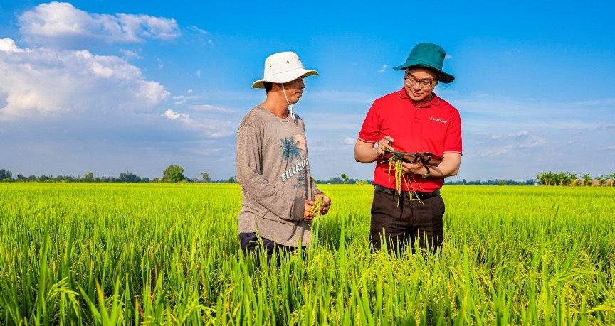 Agribank proporciona capital crediticio para desarrollar 1 millón de hectáreas de arroz de alta calidad