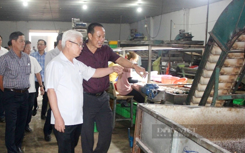 Chế biến điều nhân tại nhà máy của Công ty CP Hoàng Sơn 1 (Bình Phước). Ảnh: T.L