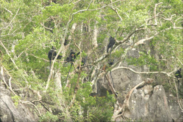 Le WWF soutient Quang Tri pour la conservation des espèces de Saola dans la réserve naturelle de Bac Huong Hoa