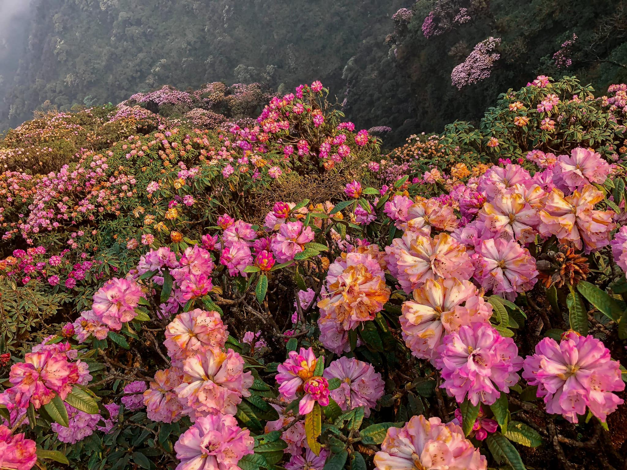 A Sapa, Mu Cang Chai... il y a aussi des rhododendrons mais le plus grand nombre d'arbres reste le Putaleng. Des dizaines de milliers d'arbres en fleurs montreront leurs couleurs éclatantes et couvriront les vastes pentes des montagnes ici.