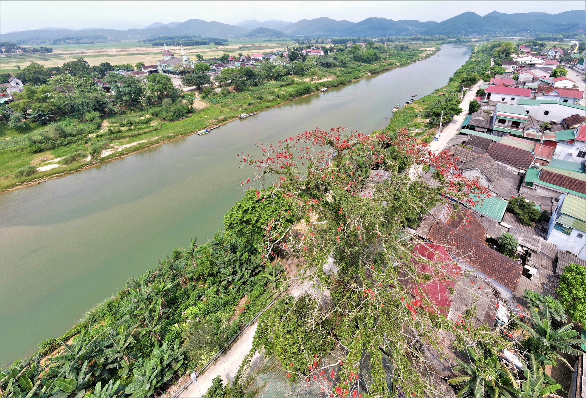 Fascinated by the ancient cotton trees blooming in the homeland of the great poet Nguyen Du photo 17
