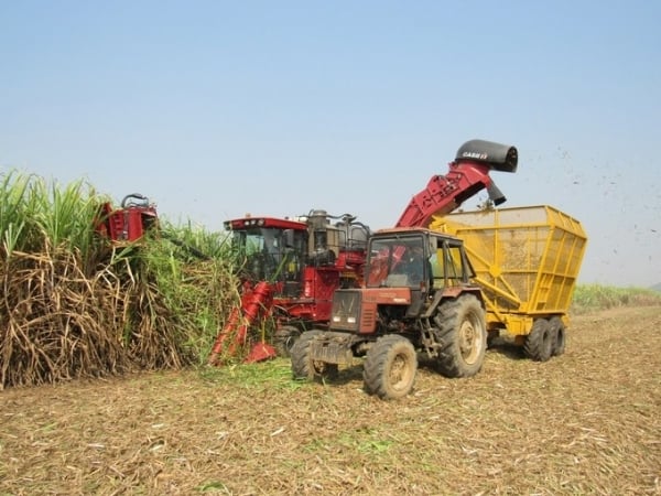 La industria azucarera se está 'recuperando' pero aún enfrenta muchos desafíos