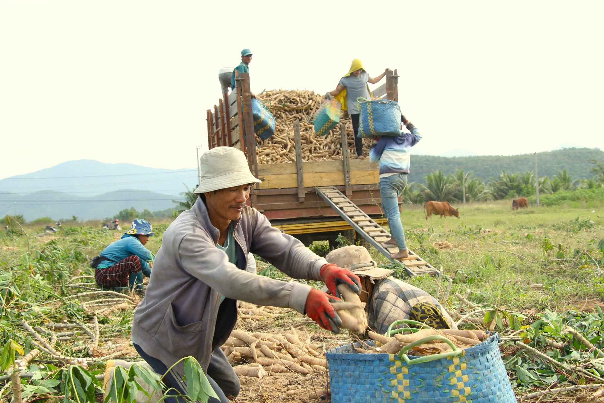 Giá củ mì rớt thảm, nông dân lo mất Tết - Ảnh 1.