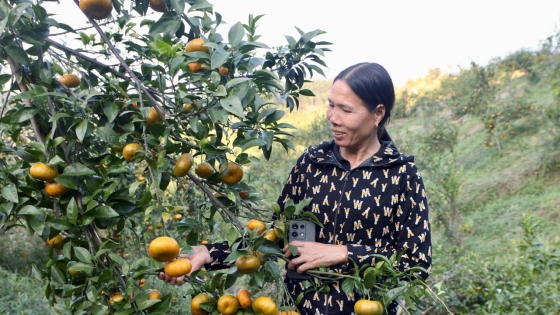 Orange season, season of joy