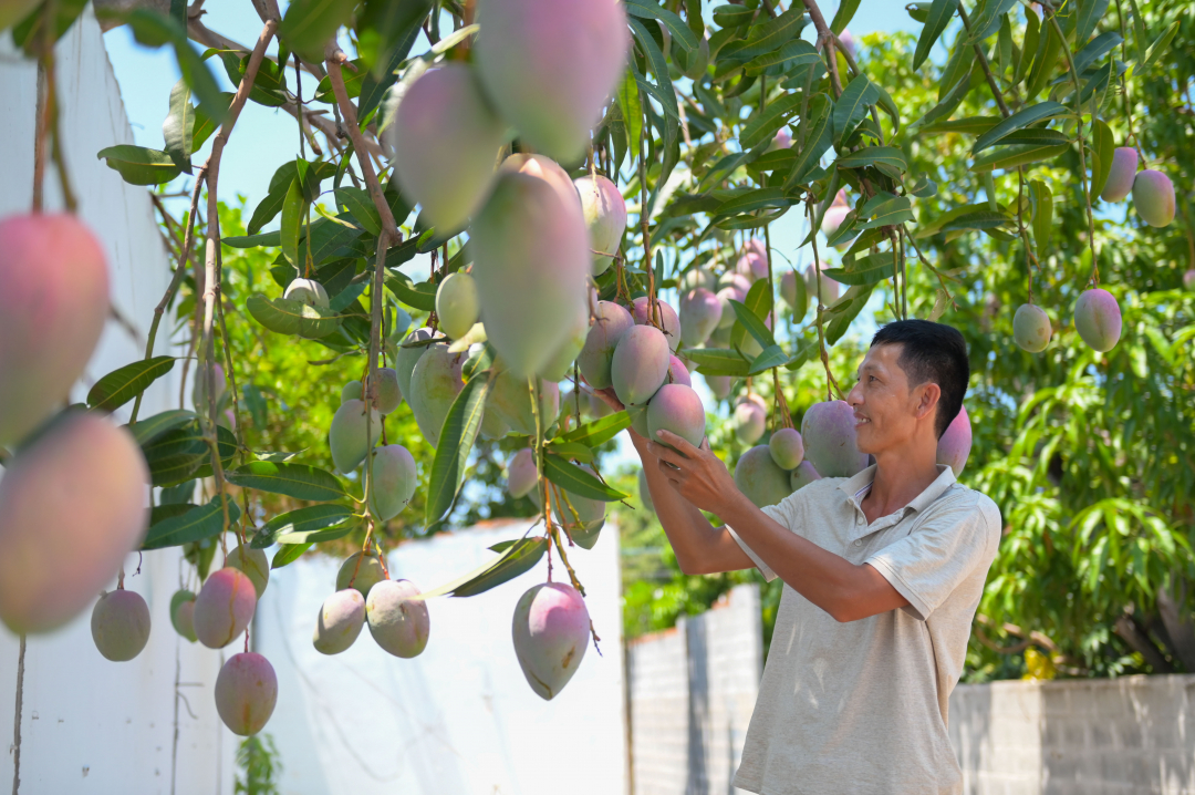 To promote Cam Lam mangoes, many garden owners have known to save bunches of mangoes full of fruit to take pictures and post on social networks, spreading the image of Cam Lam mangoes far and wide.